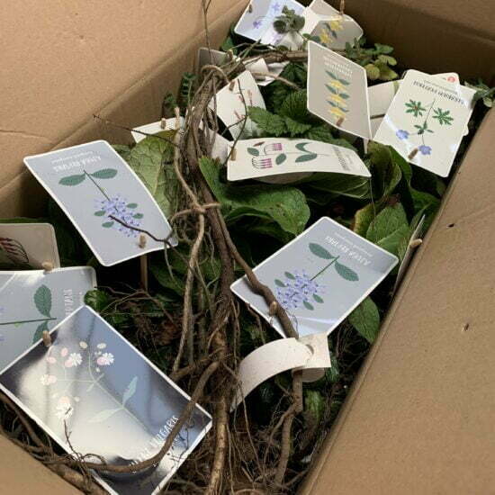 Dit is waarom je inheemse planten in je tuin moet zetten 2 Inheemse Planten