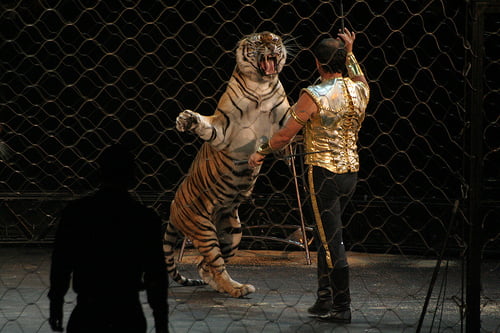 Wilde dieren het circus uit door - HetkanWEL