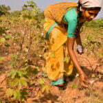 Cotton Picking In India