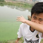 Algenbloei Door Vervuiling In Het Chao Meer. Foto: Greenpeace China