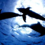 Dolfijnen en vissen krijgen hartaanvallen door olie vergiftiging. Foto: Jeslee Cuizon