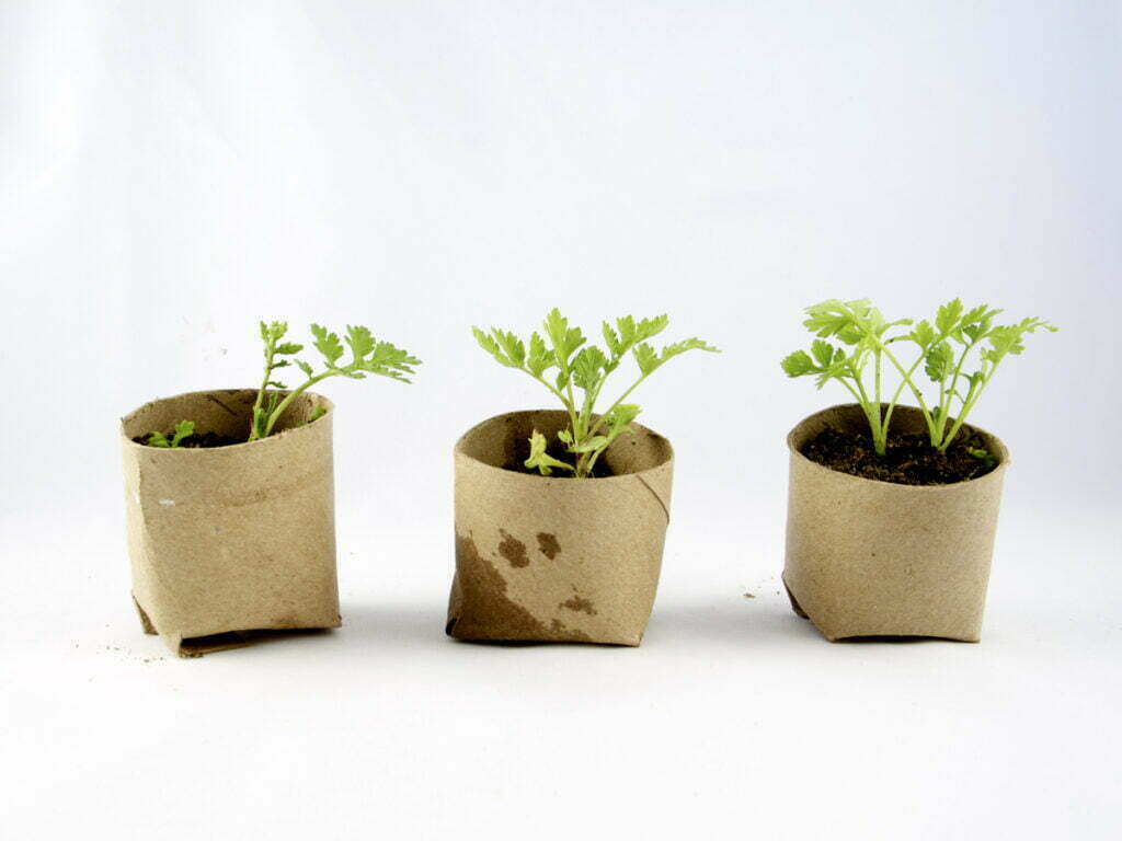5 manieren om je mini-moestuin te verpotten 2 Toilet_Paper_Seedlings_Cup_3