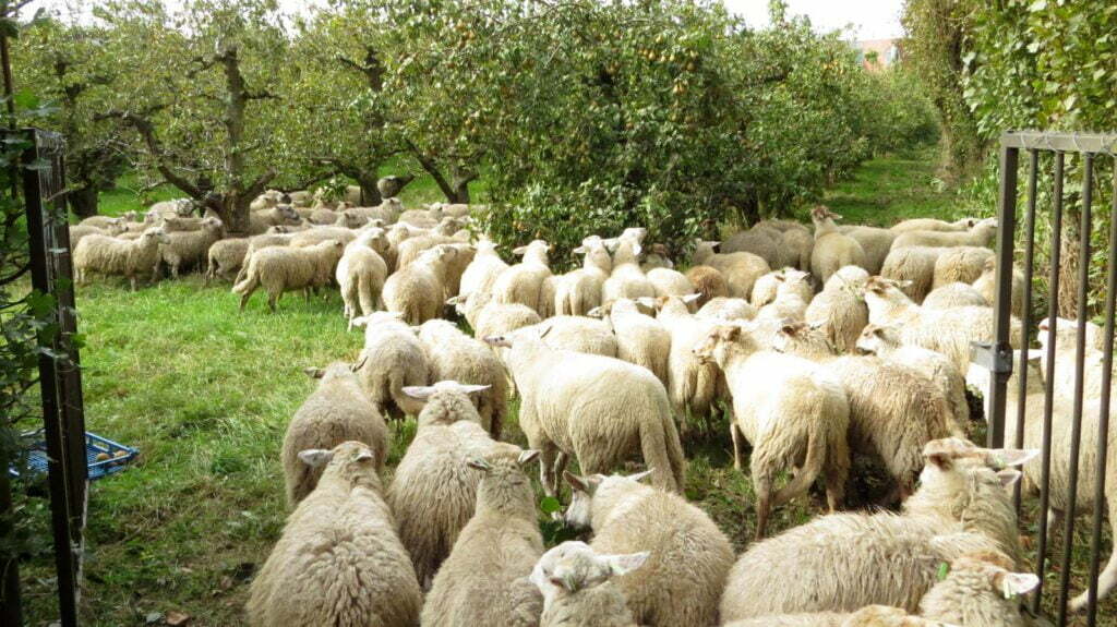 Inspirerende initiatieven: Hof van Seghwaert 1 Afbeelding: Wim Van Herpen