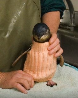 pinguïn met gebreide trui