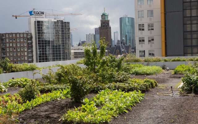 Rotterdam krijgt een drijvende boerderij 3 Dakakker