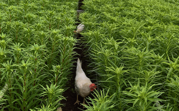 Oud-legkippen schoffelen de bloemenkas 3 Lilies Of Life