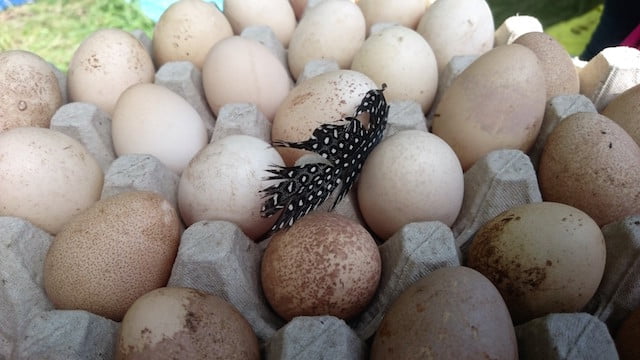 Ook jij kunt een Herenboer worden 5 Herenboerderij Boxtel