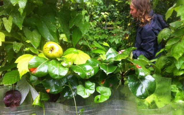 Vind een voedselbos bij jou in de buurt 2 16096752552 B118608Cbc K 1024X765 E1501690116237