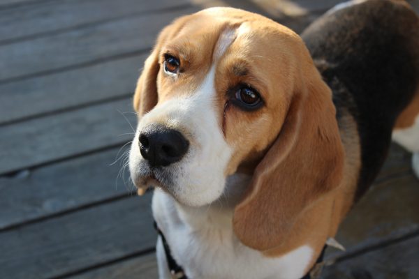 Duurzame opties voor je huisdier: biobrokjes en zelfgemaakte kattenbakvulling 3 Img 1800 E1516393415337