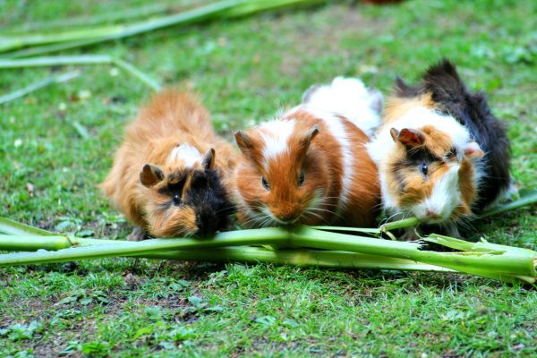 Duurzame opties voor je huisdier: biobrokjes en zelfgemaakte kattenbakvulling 2 Guinea Pig 208438 E1516393558169