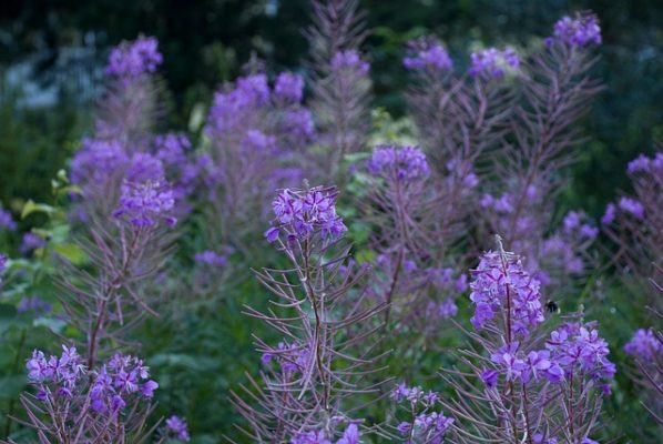 Tips voor een onderhoudsarme groene tuin 3 Onkruid E1522350779426