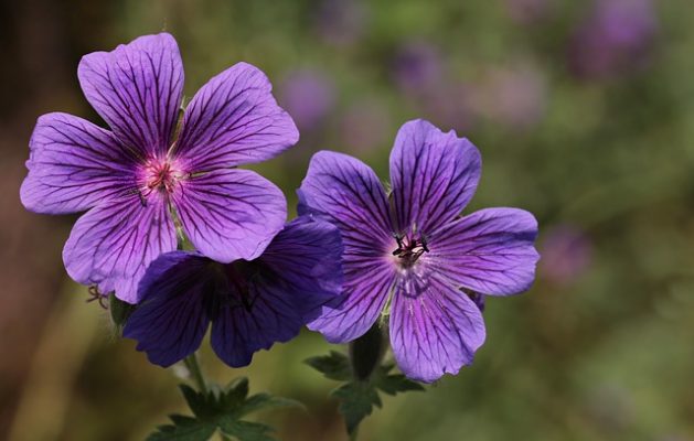 Tips voor een onderhoudsarme groene tuin 5 Ooievaarsbek Geranium E1522350447890