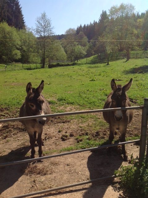Gezocht: tiny house-bewoners in de Eifel, Duitsland 3 Img 0517 E1525677907942