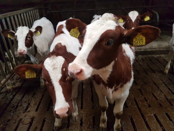 Dit wist je nog niet over de Nederlandse koe… 2 De Nederlandse Koe