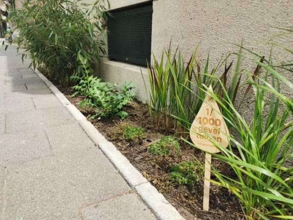 Raymond wil 1000 geveltuinen aanleggen in Rotterdam 2 1000 Geveltuinen