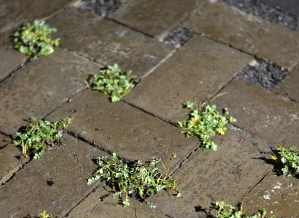 Deze meiden maken waterdoorlatende tegels van bagger 2 Bagger