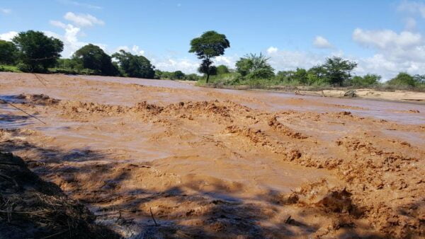 Roeland plant duizenden bomen in Kenia van zijn spaargeld 2 Bomen In Kenia