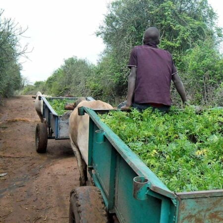 Roeland plant duizenden bomen in Kenia van zijn spaargeld 3 Whatsapp Image 2020 09 21 At 17.32.49 E1601480627541