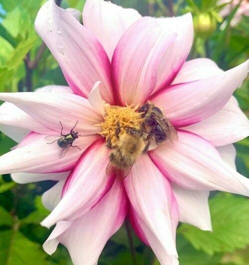 Duurzaam tuinieren met kinderen: hoe pak je dat aan? Anne Wieggers geeft tips 3 Duurzaam Tuinieren