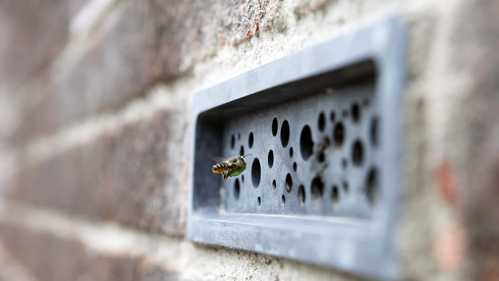 Bee brick, bijen bakstenen in Brighton met een bij ervoor