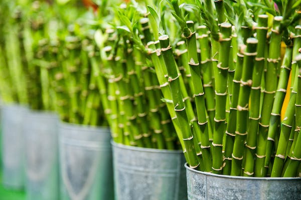 Duurzame Dinsdag: deze 7 initiatieven maken ook jouw leven groener en eerlijker 8 Bamboe 2