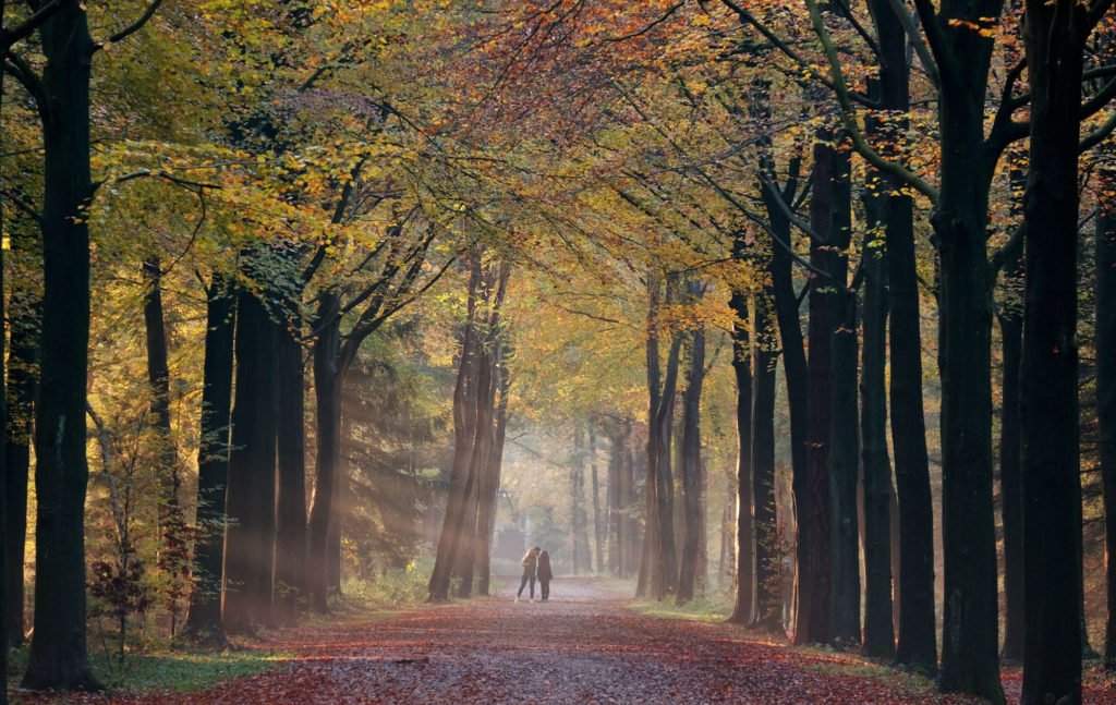 5 natuurgebieden waar je makkelijk met de trein kunt komen 2 Lage Vuursche 300Roedenlaan 1024X647 2