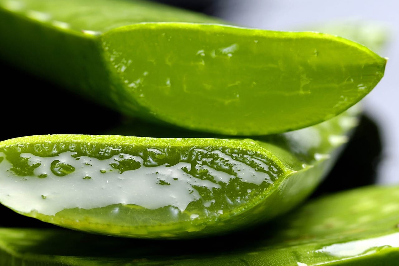 aloe vera: dit kan je er allemaal mee