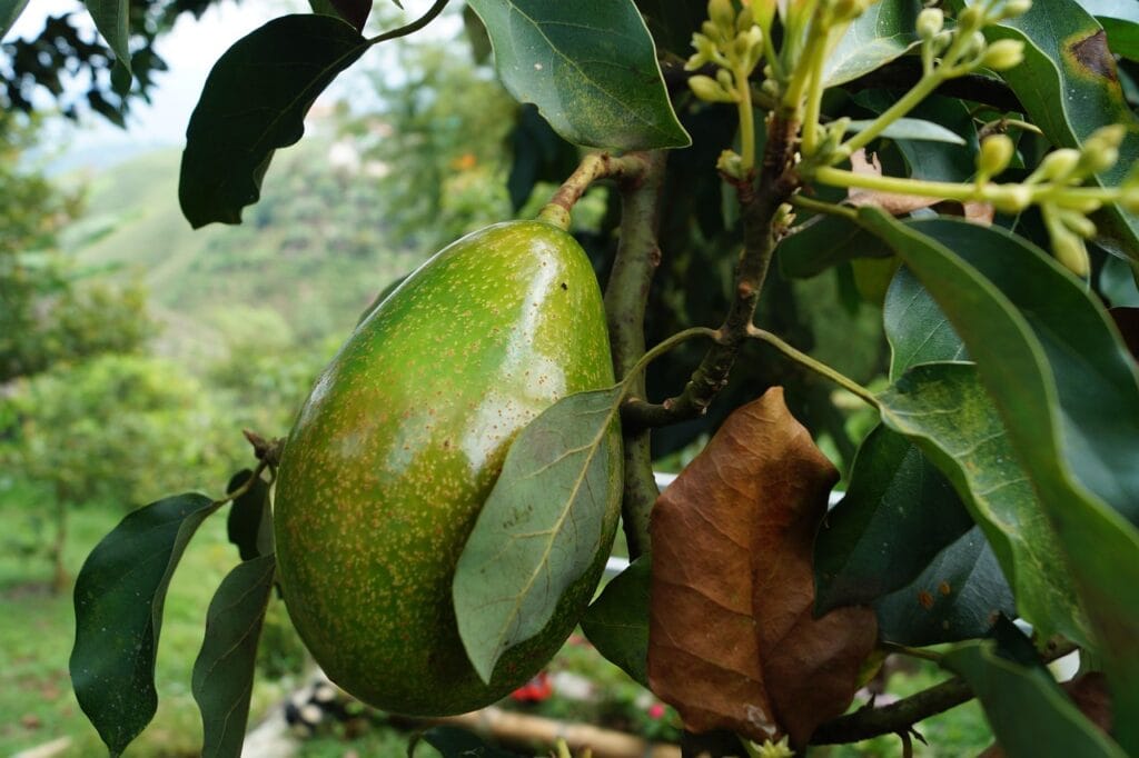 Wat is duurzamer? Verse avocado of mango of die uit de diepvries? 6 Verse Avocado Of Mango Of Diepvries: Wat Is Duurzamer?