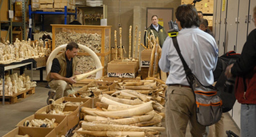 In beslag genomen ivoor. Foto: USFWS, Flickr