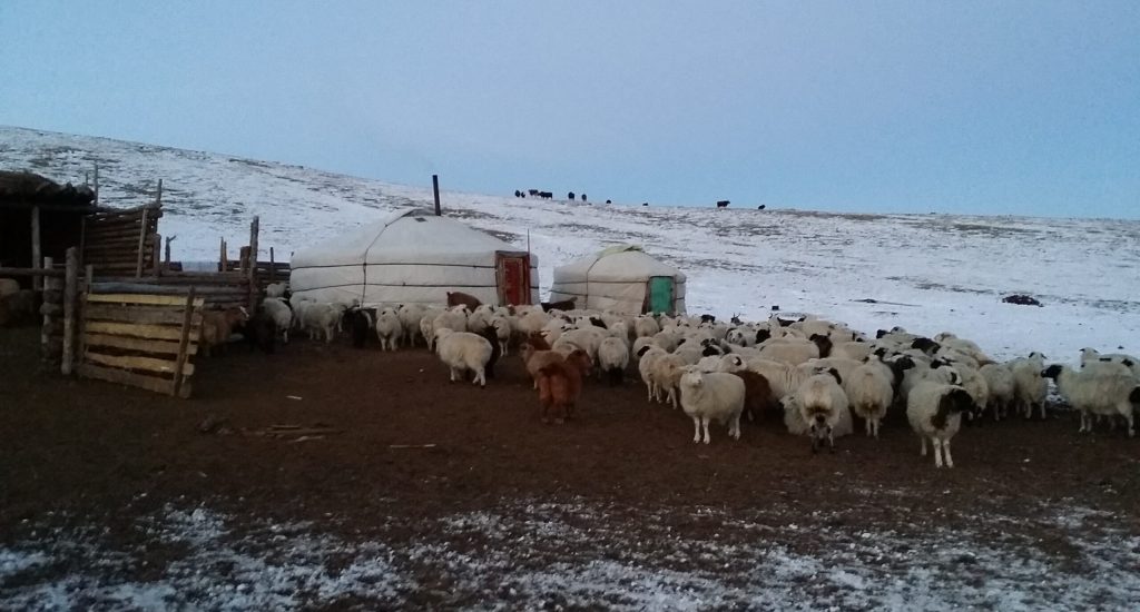 yurt Mongolië met schapen, Amy verbleef hier een tijdje