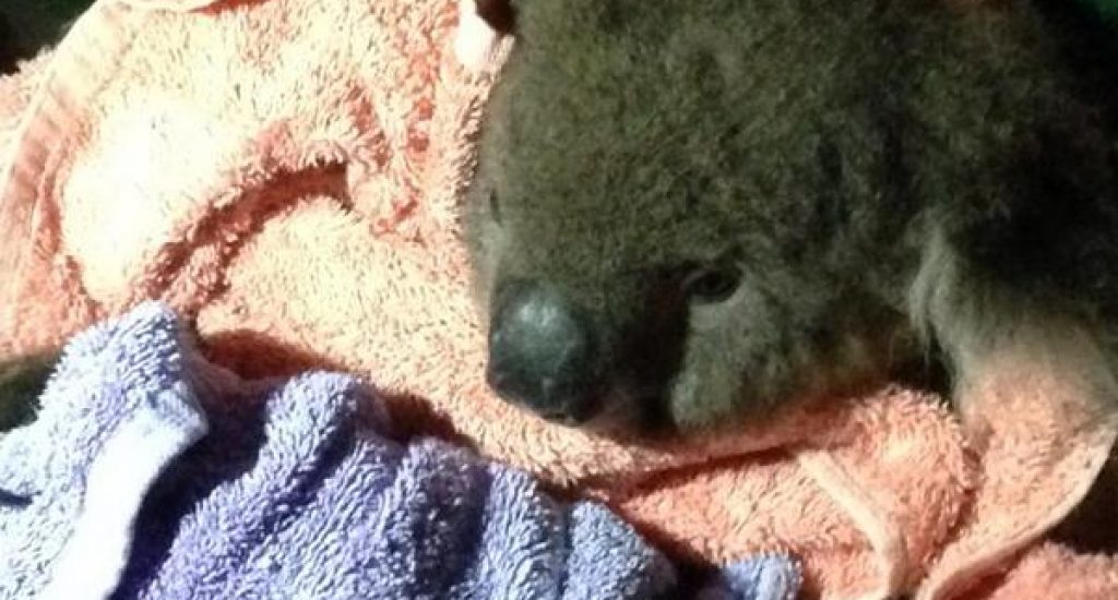 Koala Chimpsalot. Foto: Incident Alert, Twitter