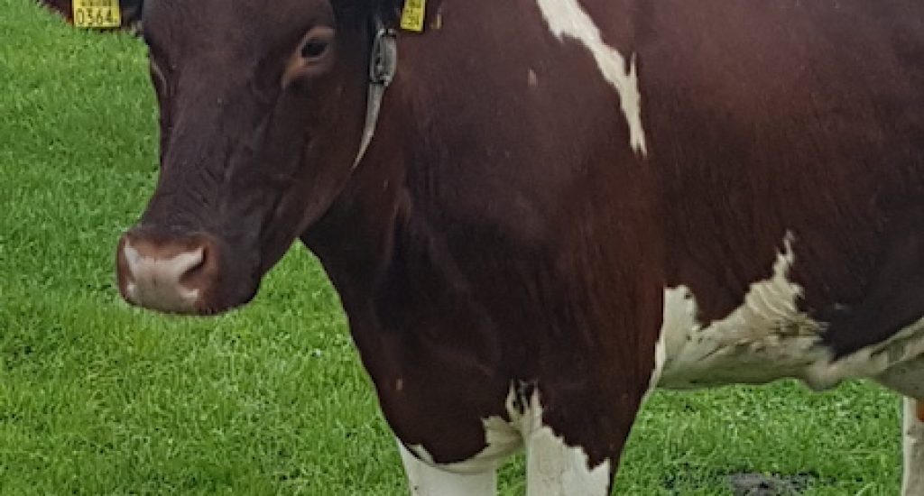 nederlandse koe