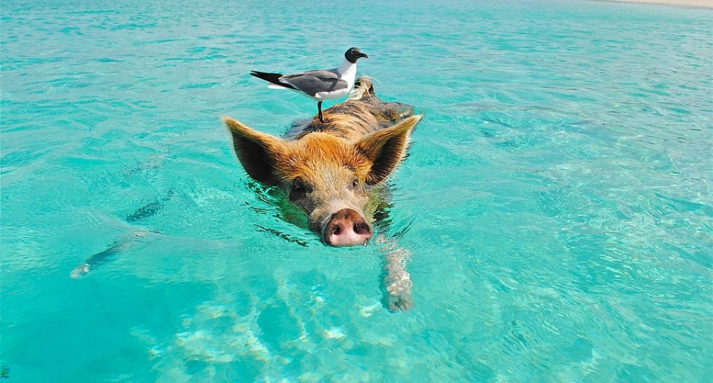 zwemmend varken is ontsnapt aan intensieve veehouderij